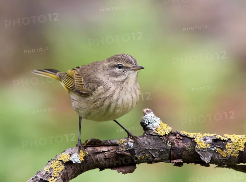 A fall-plumage Palm Warbler, Setophaga palmarum, in Saskatoon, Saskatchewan, Canada