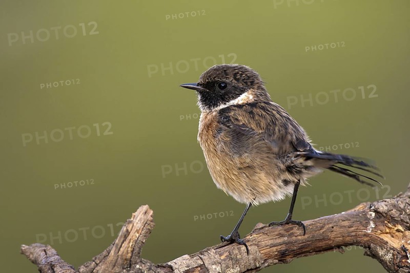 African Stonechat (Saxicola torquatus) male, Castile-La Mancha, Spain