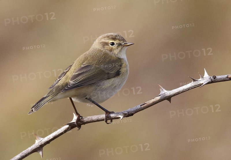 Common Chiffchaff (Phylloscopus collybita), Schleswig-Holstein, Germany
