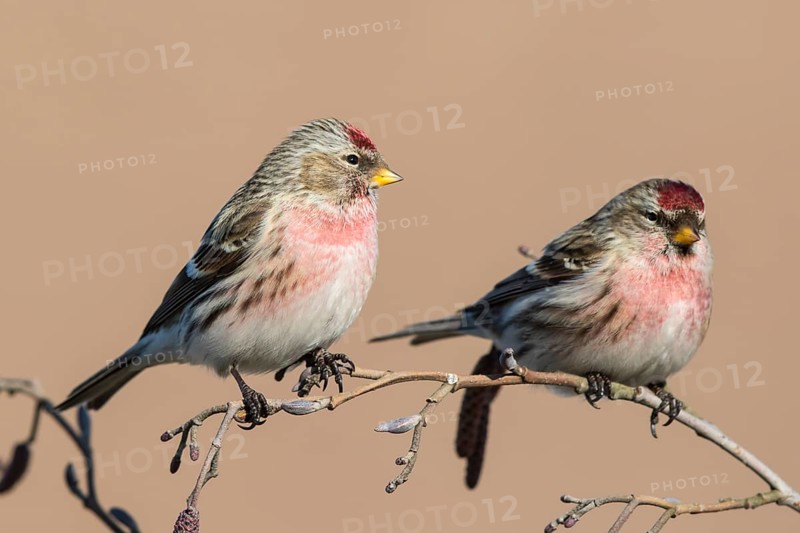 Common Redpoll (Acanthis flammea) male perched on a branch, Netherlands