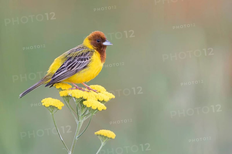 Red-headed Bunting - Braunkopfammer - Emberiza bruniceps, Kyrgyzstan, adult male