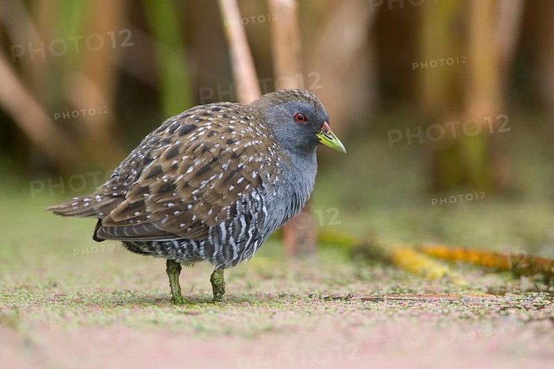 Australian Crake (Porzana fluminea) foraging, Victoria, Australia