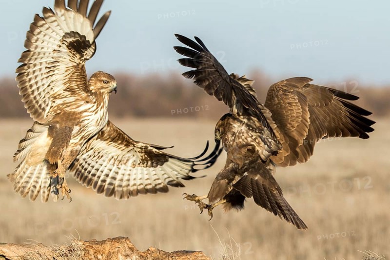 Common Buzzard (Buteo buteo) fighting, Castile-La Mancha, Spain