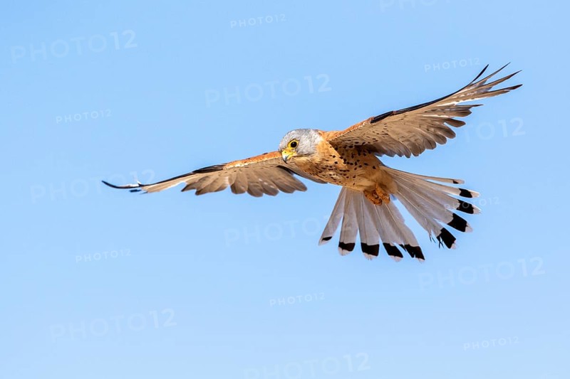 Lesser Kestrel (Falco naumanni) male flying, Castile-La Mancha, Spain