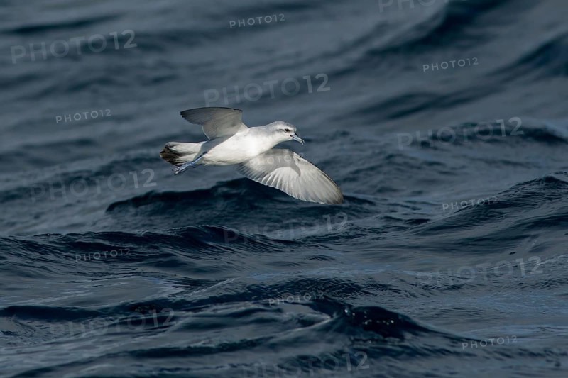 Fairy Prion (Pachyptila turtur) flying, Victoria, Australia
