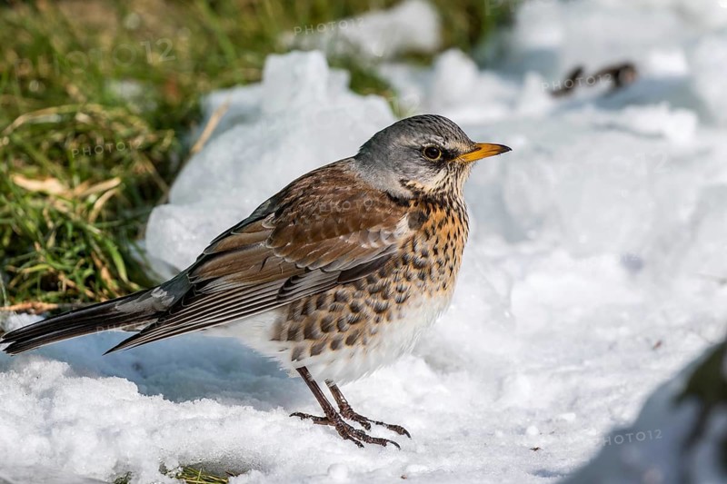 Fieldfare (Turdus pilaris) at an icy creek, Mecklenburg-Western Pomerania, Germany