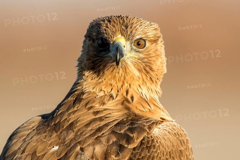Bonelli's Eagle (Aquila fasciata) juvenile, Castile-La Mancha, Spain