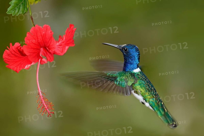 Hummingbird White-necked Jacobin, Florisuga mellivora, flying next to beautiful red hibiscus flower with green forest background, Tandayapa, Ecuador