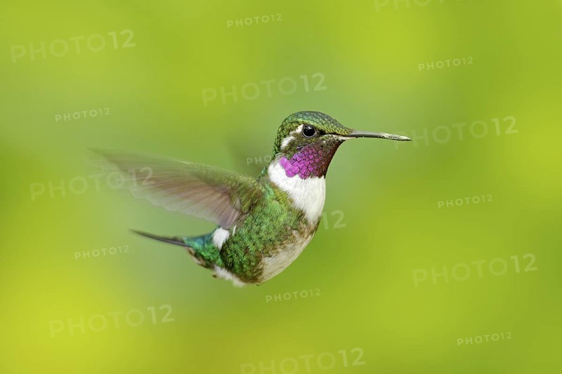 White-bellied Woodstar, hummingbird with clear green background. Bird from Tandayapa. Hummingbird from Ecuador. Hummingbird in nature habitat. Flying hummingbird in tropic forest. Tinny hummingbird