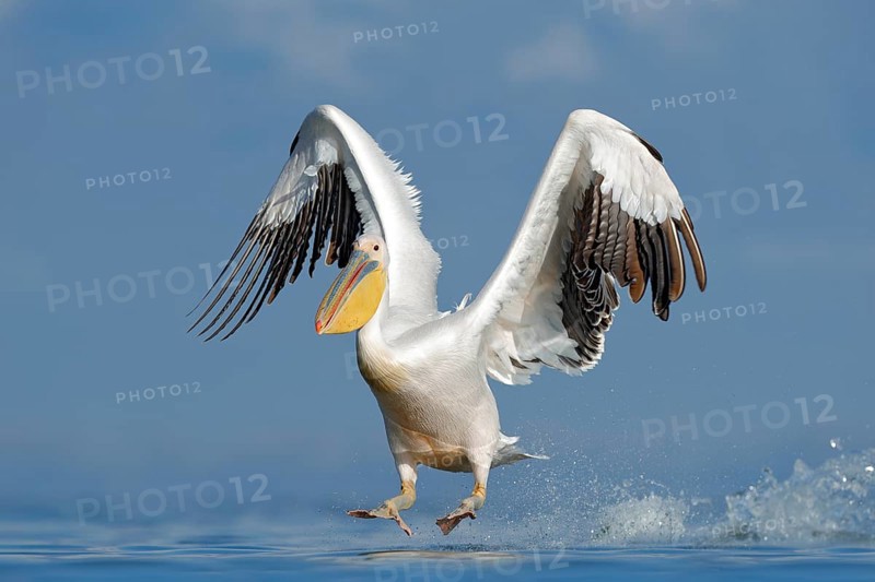 Dalmatian pelican, Pelecanus crispus, landing in Lake Kerkini, Greece. Pelican with open wings. Wildlife scene from European nature. Bird landing to the blue lake water. Bird fly