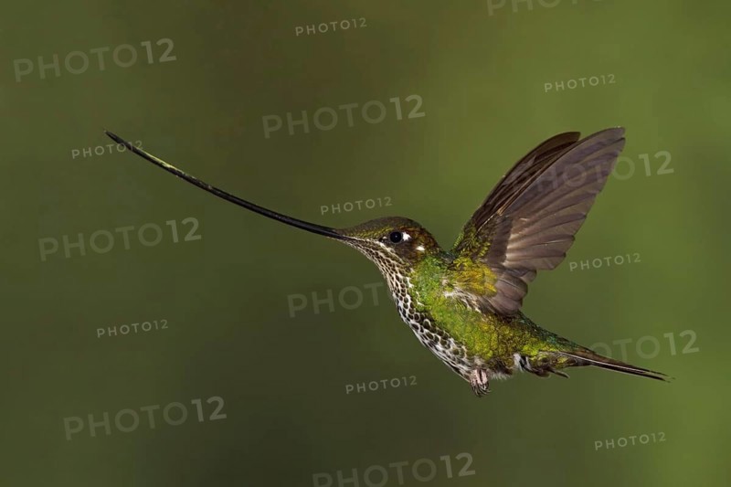 Sword-billed Hummingbird (Ensifera ensifera), Ecuador