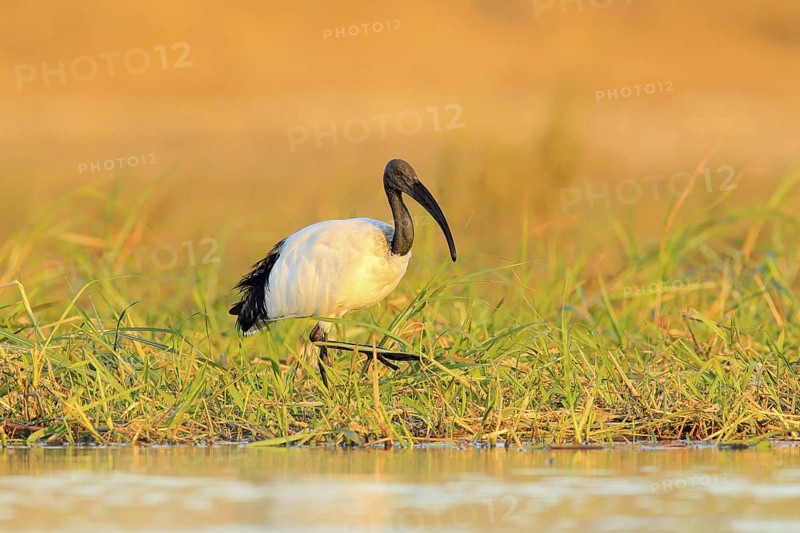 Bird in water grass. Wildlife scene from Chobe, Botswana. Sacred Ibis, Threskiornis aethiopicus, white bird with black head. Ibis feeding food in the lake. Beautiful morning sun with bird
