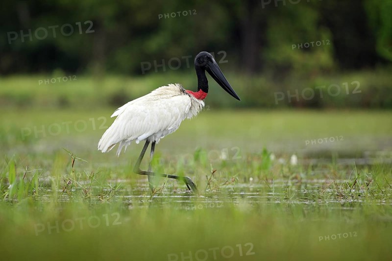 Jabiru, Jabiru mycteria, black and white bird in green water with flowers, Pantanal, Brazil. Wildlife scene, South America. Beautiful big bird in marsh. Jabiru in water lake, green vegetation. Travel Brazil