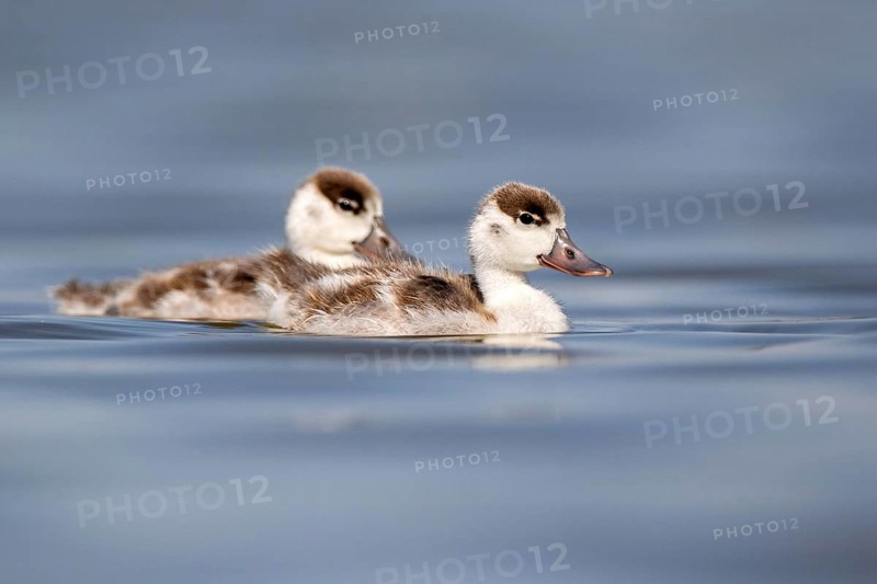 Common Shelduck (Tadorna tadorna) juvenile, Castile-La Mancha, Spain