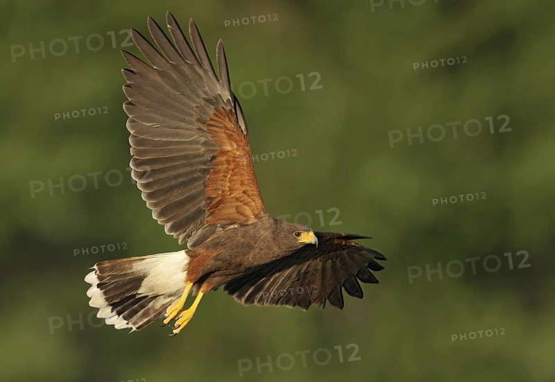 Harris's Hawk (Parabuteo unicinctus) flying, Texas, USA