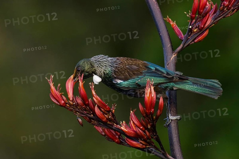 Tui feeding on New Zealand flax (Phormium tnax) nectar