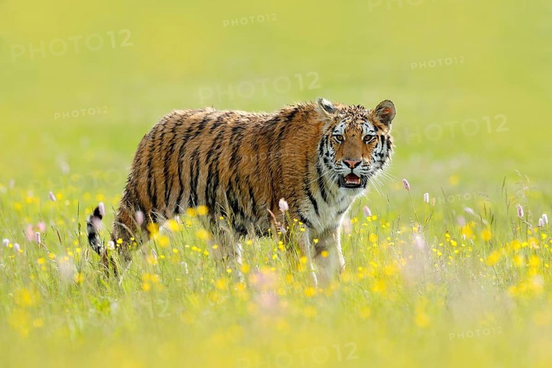 Tiger with ping and yellow and pink flowers. Siberian tiger in beautiful habitat. Amur tiger sitting in the grass. Action wildlife summer scene with danger animal. Wild cat in nature, wildlife