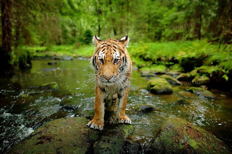 Amur tiger walking in river water. Danger animal, tajga, Russia. Animal in green forest stream. Grey stone, river droplet. Siberian tiger splash water. Tiger wildlife scene, wild cat, nature habitat