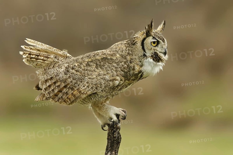 Great Horned Owl (Bubo virginianus), Texas, USA