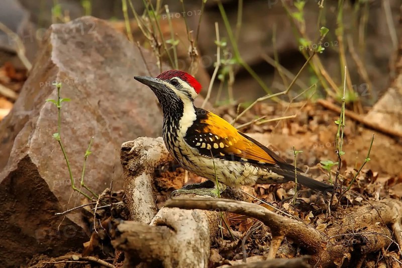 Black-rumped Flameback (Dinopium benghalense) male, Rajasthan, India