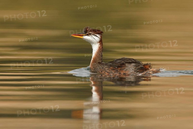 Titicaca Flightless Grebe (Rollandia microptera) in lake Titicaca in Bolivia, South America