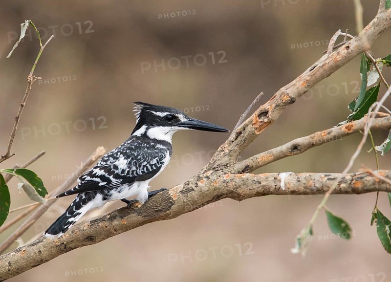 Pied Kingfisher (Ceryle rudis), Uganda