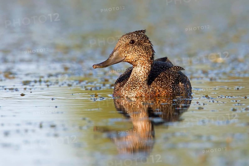 Freckled Duck (Stictonetta naevosa), Victoria, Australia
