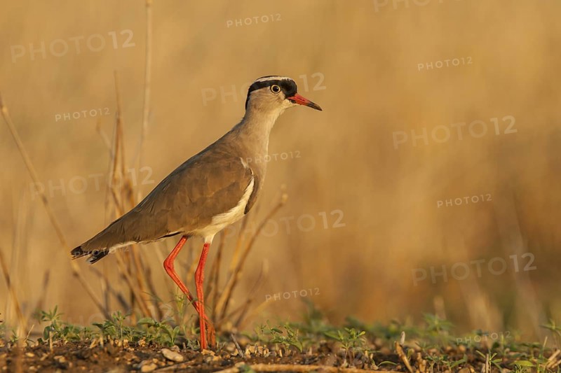 Crowned Lapwing (Vanellus coronatus), Mpumalanga, South Africa