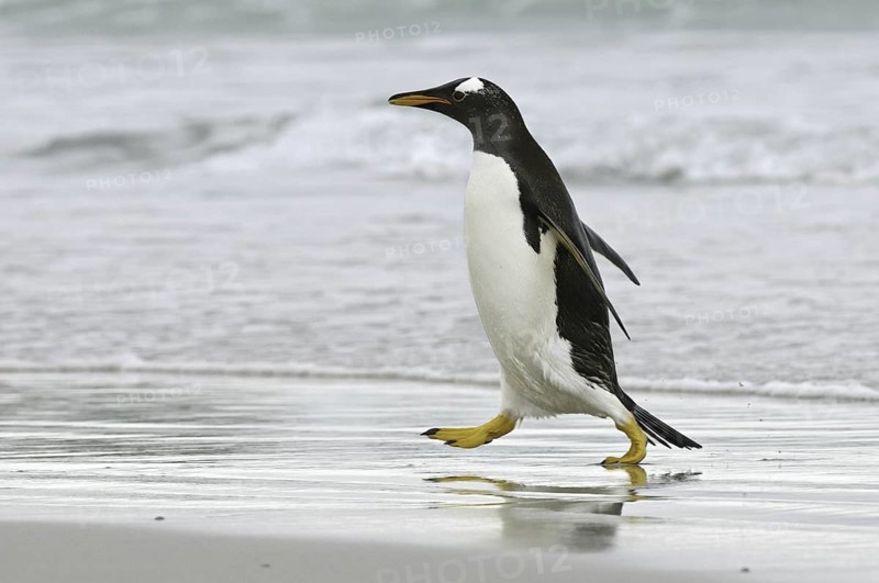 Gentoo Penguin (Pygoscelis papua), Falkland Islands