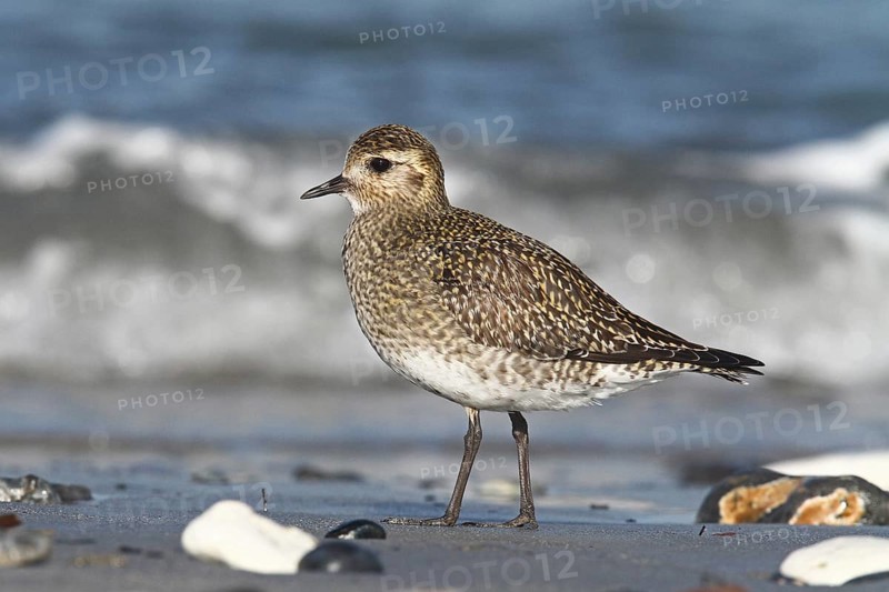 European Golden Plover (Pluvialis apricaria), Schleswig-Holstein, Germany