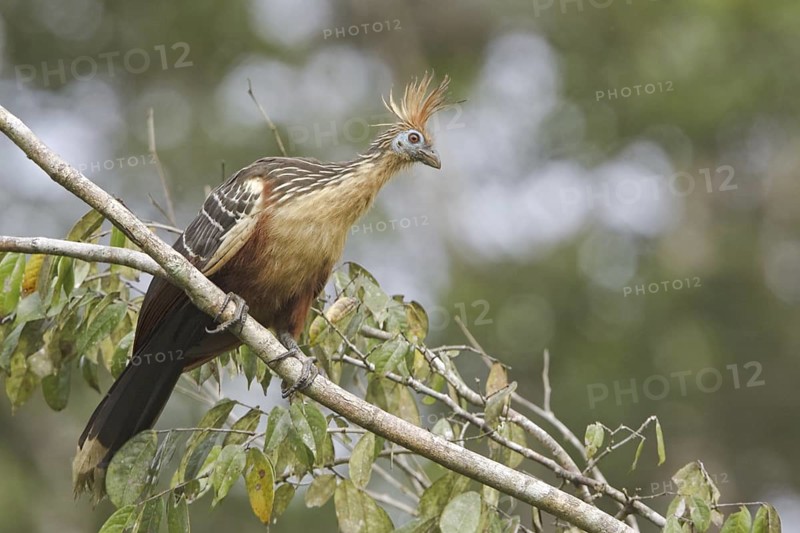 Hoatzin (Opisthocomus hoazin), Ecuador