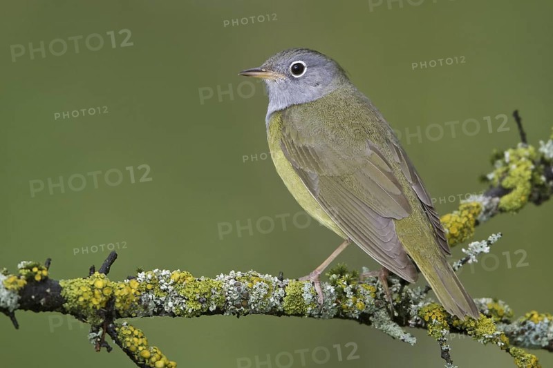 Connecticut Warbler (Oporornis agilis), Manitoba, Canada