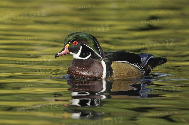 Wood Duck (Aix sponsa) male, British Columbia, Canada