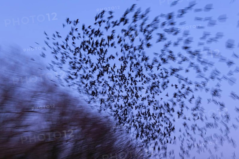 Western Jackdaw (Coloeus monedula) huge flock in flight, Lower Saxony, Germany