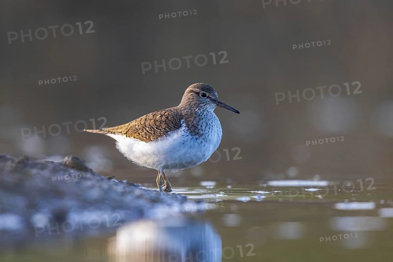 Common Sandpiper (Actitis hypoleucos), North Rhine-Westphalia, Germany