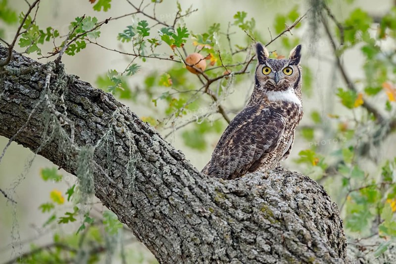 Great Horned Owl (Bubo virginianus), California, USA