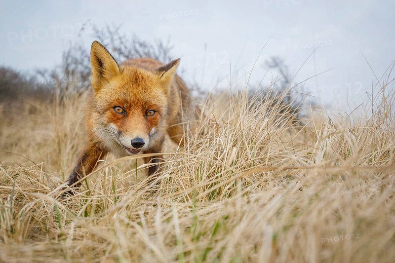 Rotfuchs, Vulpes vulpes Red Foxs, Vulpes vulpes