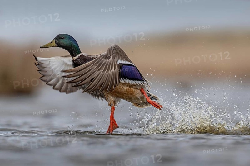 Mallard (Anas platyrhynchos) male taking flight, Schleswig-Holstein, Germany