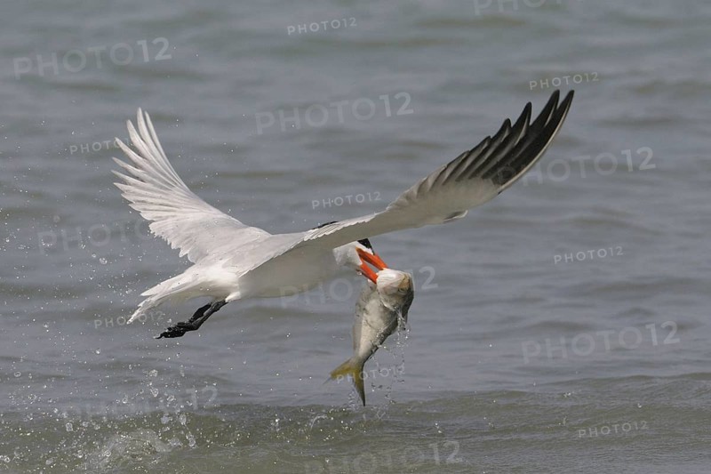 Caspian Tern (Hydroprogne caspia) flying, Gambia