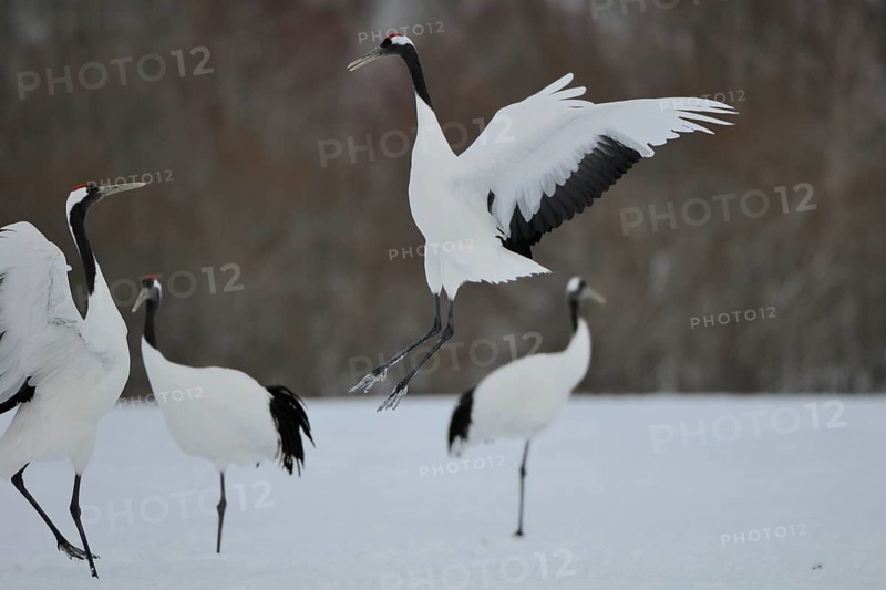 Red-crowned Crane (Grus japonensis), Hokkaido, Japan