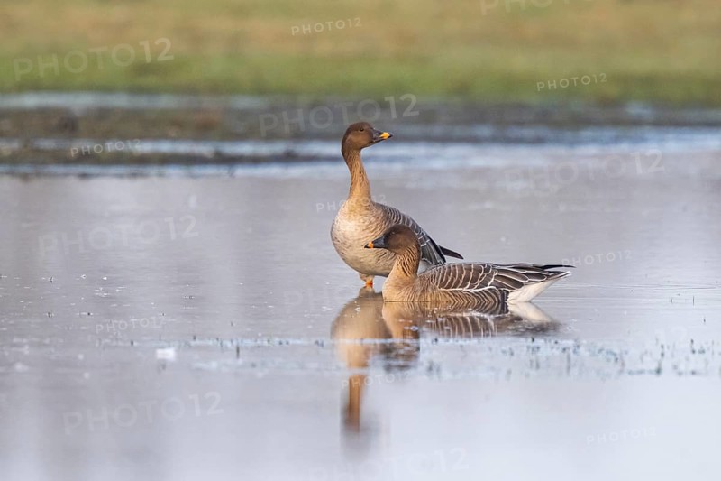 Taiga Bean Goose (Anser fabalis), North Rhine-Westphalia, Germany
