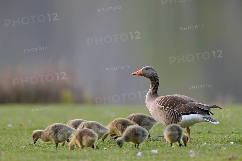 Graugans, lat. Anser anser, Elternvogel mit Kücken auf Wiese grasend
