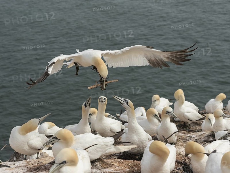 Northern Gannet (Morus bassanus) colony, Schleswig-Holstein, Germany