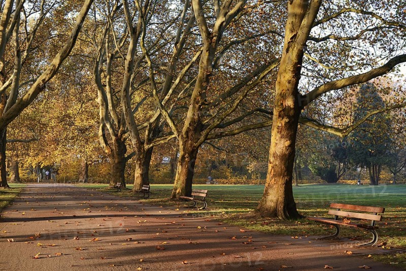 Path and common plane tree or Platanus × acerifolia (Platanus x hispanica, Platanus × acerifolia, Platanus × hybrida) in autumn, Platanenallee, Hamm, North Rhine-Westphalia, Germany