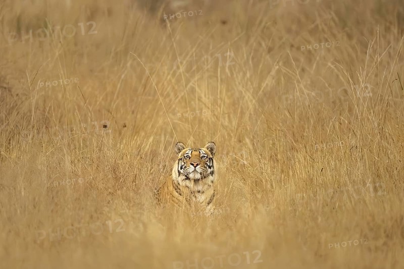 Bengal tiger (Panthera tigris tigris), lying in the tall grass, Bandhavgarh National Park, Bahannara, Manpur, Madhya Pradesh, India