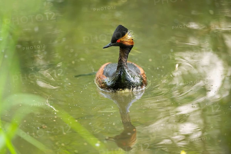 Black-necked grebe or eared grebe (Podiceps nigricollis) swimming in the water, captive, Zoo Augsburg, Germany
