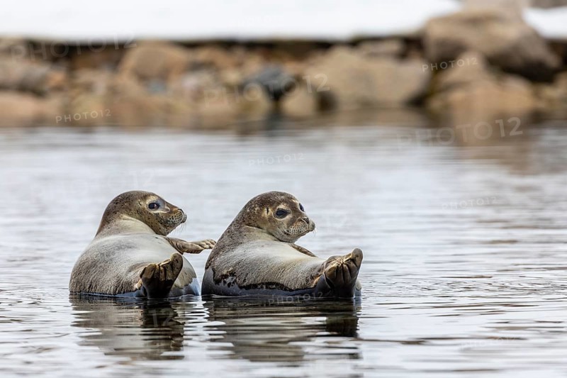 Two harbour seals (Phoca vitulina) lying on stones in the water, Mammals (Mammalia), Smeerenburgbreen, Spitsbergen, Svalbard