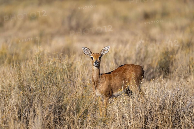 Steenbok (Raphicerus campestris), adult female, standing in dry grass, in the morning light, Khama Rhino Sanctuary, Serowe, Botswana