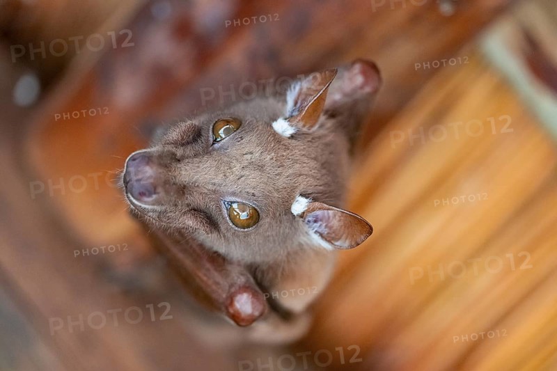 Funny bat, looks angry, conspiratorial, Kruger National Park, South Africa