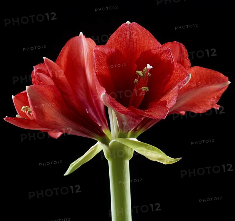 Amaryllis blossoms (Hippeastrum striatum)